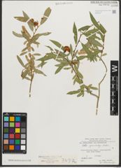 Foto von Salix pycnostachya Andersson
